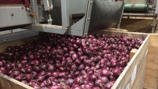 Activiteit op Onion Today groeit